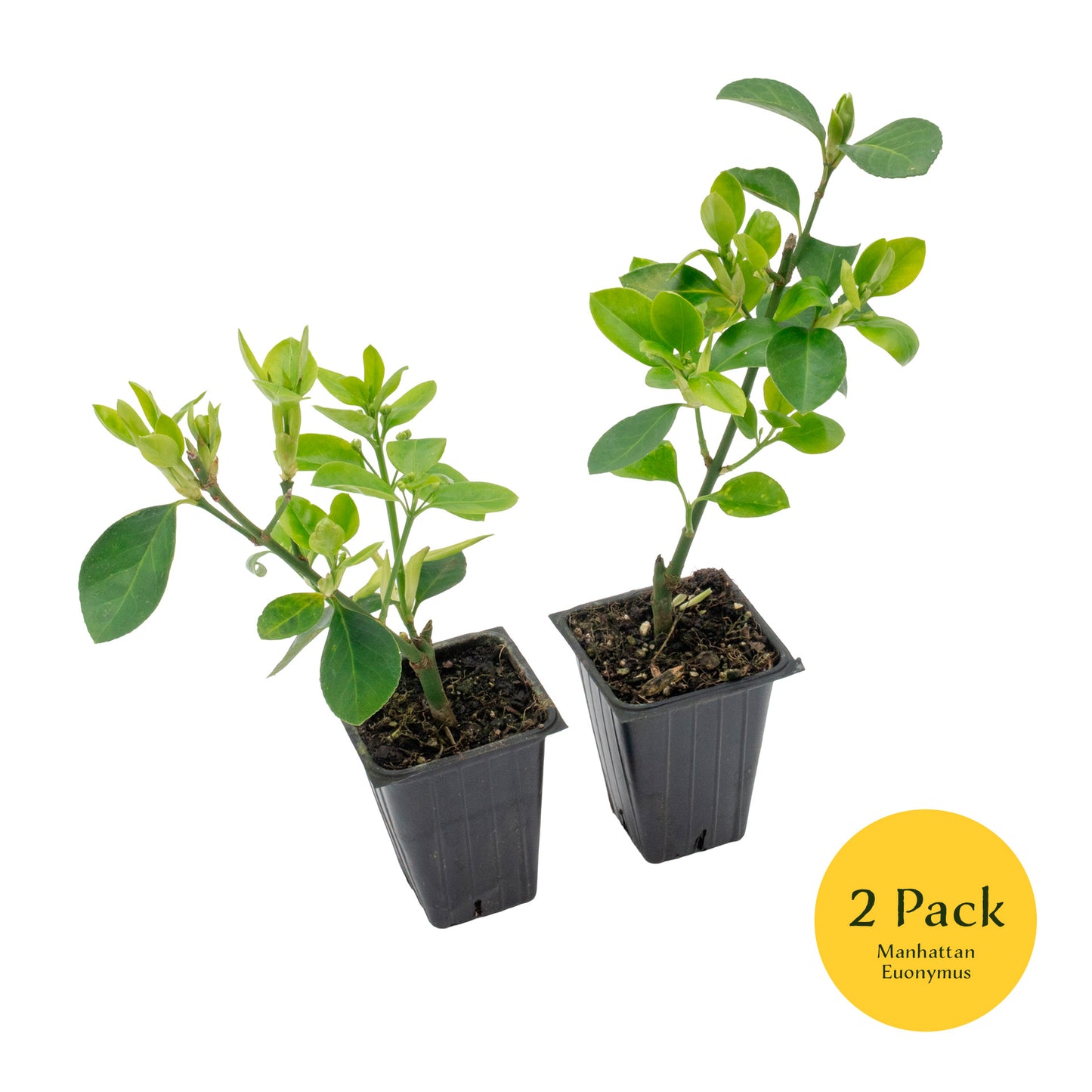 Manhattan Euonymus | Live Plant in 2.5 Inch Nursery Cube | Euonymus Kiautschovicus ‘Manhattan’