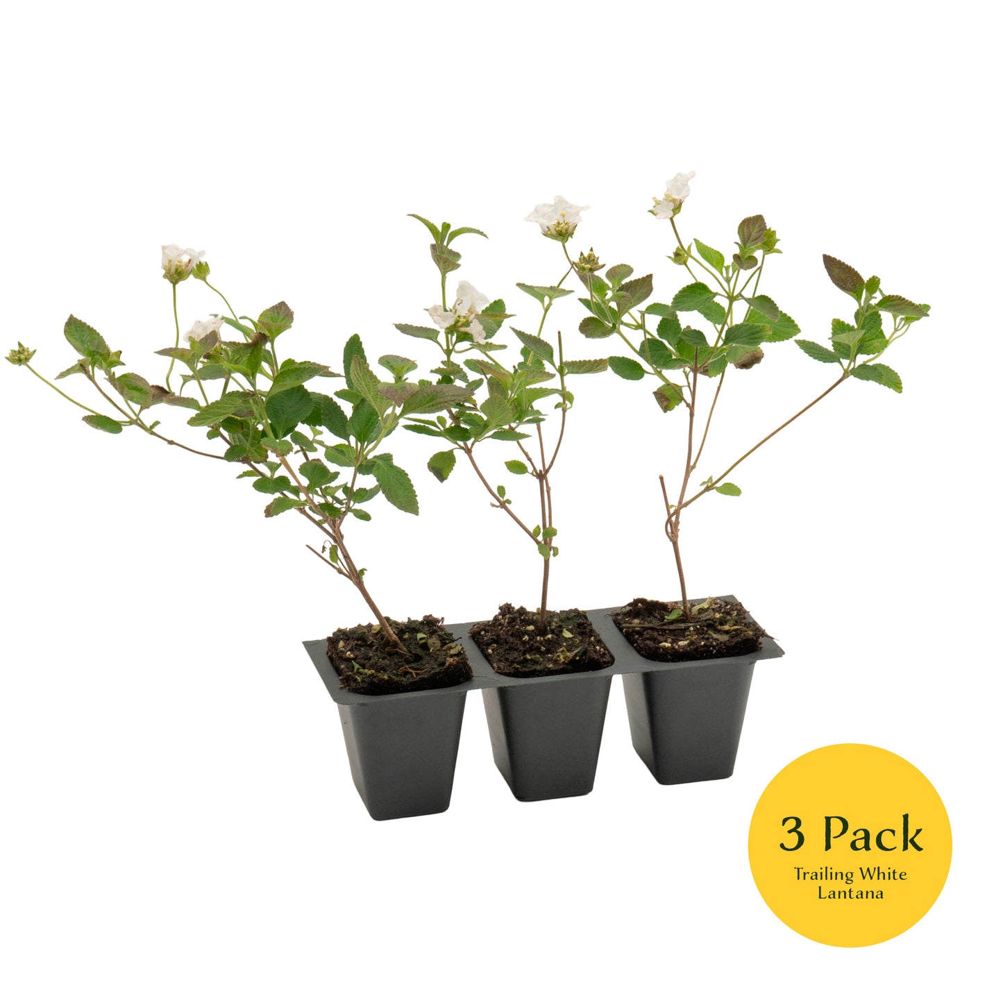 Trailing White Lantana | Live Plant in 2.5 Inch Nursery Cube | Lantana Montevidensis