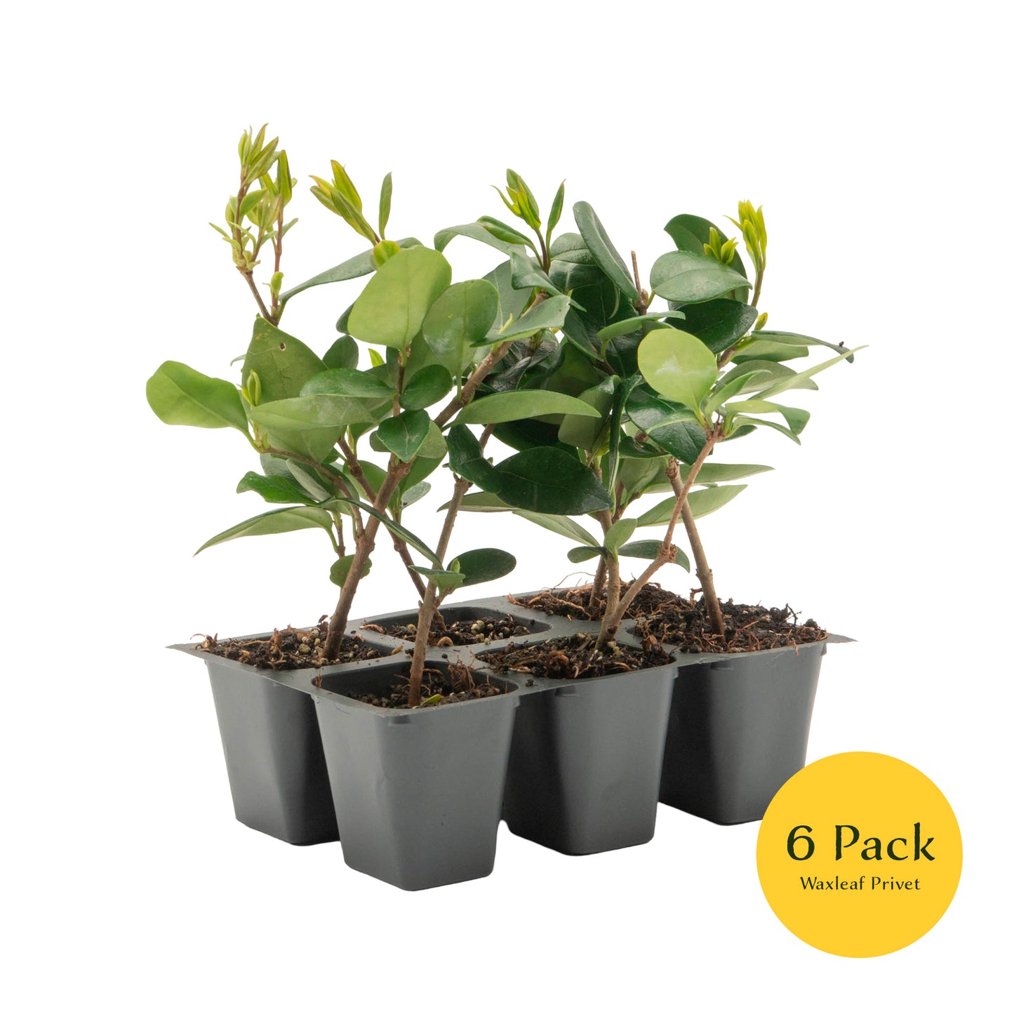 Waxleaf Privet | Live Plant in 2.5 Inch Nursery Cube | Ligustrum Japonicum 'Texanum'