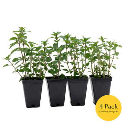 Common Oregano | Live Herb in 2.5 Inch Nursery Cube | Origanum Vulgare