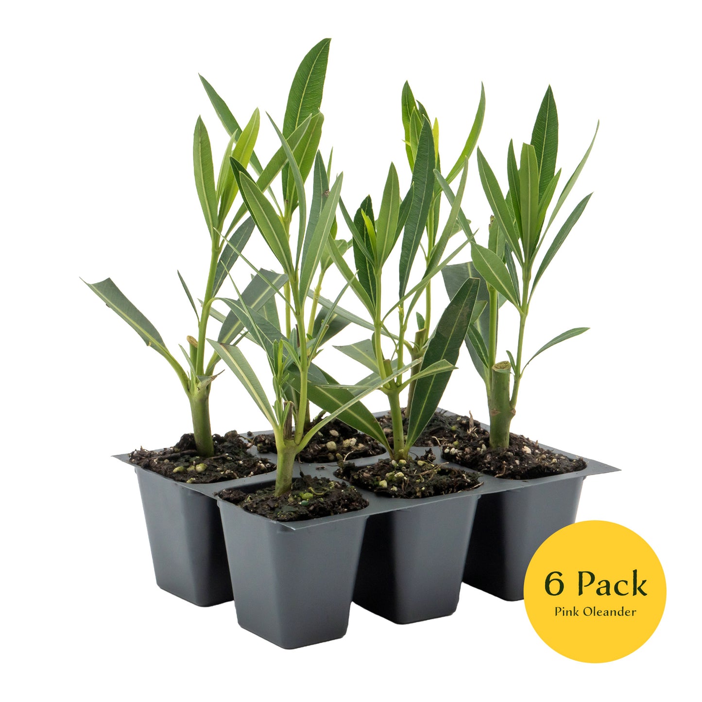 Pink Oleander | Live Plant in 2.5 Inch Nursery Cube | Nerium oleander 'Pink'