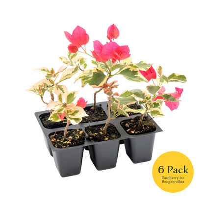 Raspberry Ice Bougainvillea | Live Plant in 2.5 Inch Nursery Cube | Bougainvillea × Buttiana