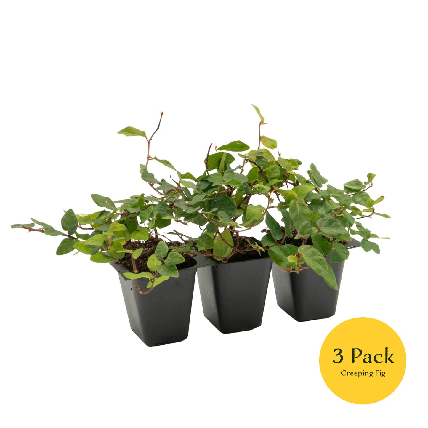 Creeping Fig | Live Plant in 2.5 Inch Nursery Cube | Ficus Repens