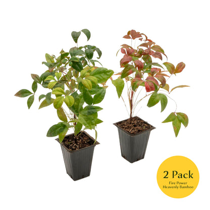 Fire Power Heavenly Bamboo | Live Plant in 2.5 Inch Nursery Cube | Nandina domestica 'Firepower'