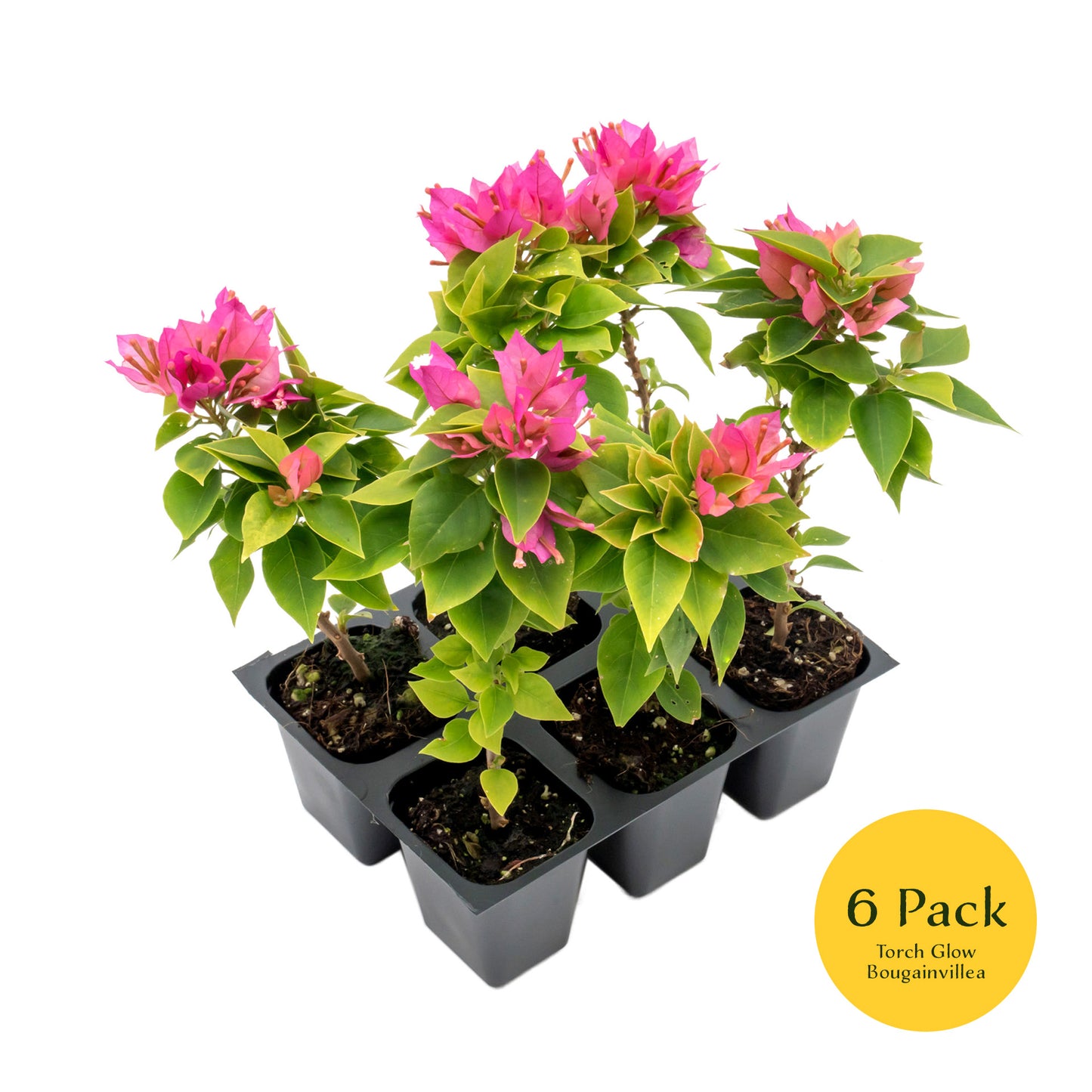 Torch Glow Bougainvillea | Live Plant in 2.5 Inch Nursery Cube | Bougainvillea spectabilis 'Torch Glow'