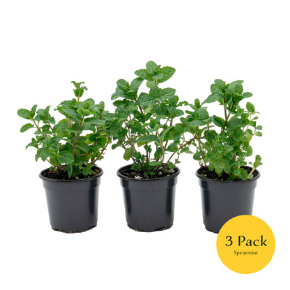 Spearmint | Live Herb in 4 Inch Nursery Pot | Mentha Spicata
