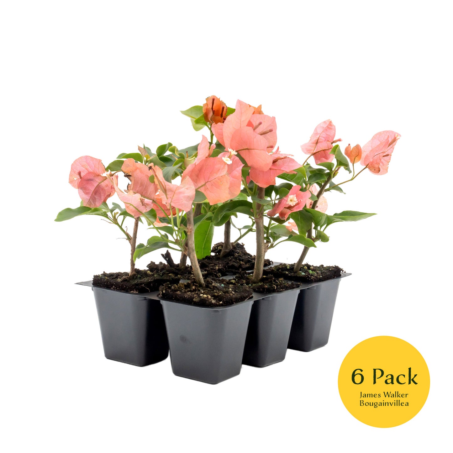 James Walker Bougainvillea | Live Plant in 2.5 Inch Nursery Cube | Bougainvillea 'James Walker'