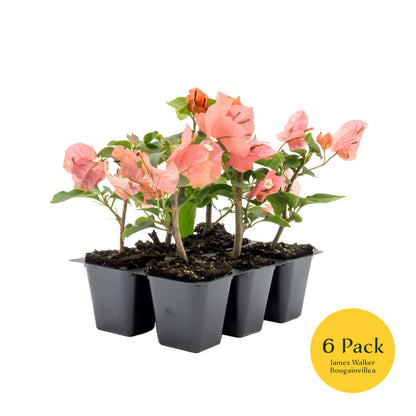James Walker Bougainvillea | Live Plant in 2.5 Inch Nursery Cube | Bougainvillea 'James Walker'