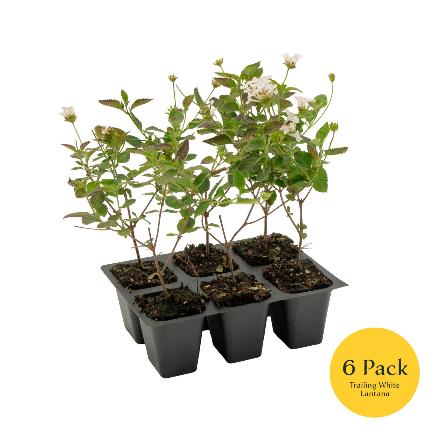 Trailing White Lantana | Live Plant in 2.5 Inch Nursery Cube | Lantana Montevidensis