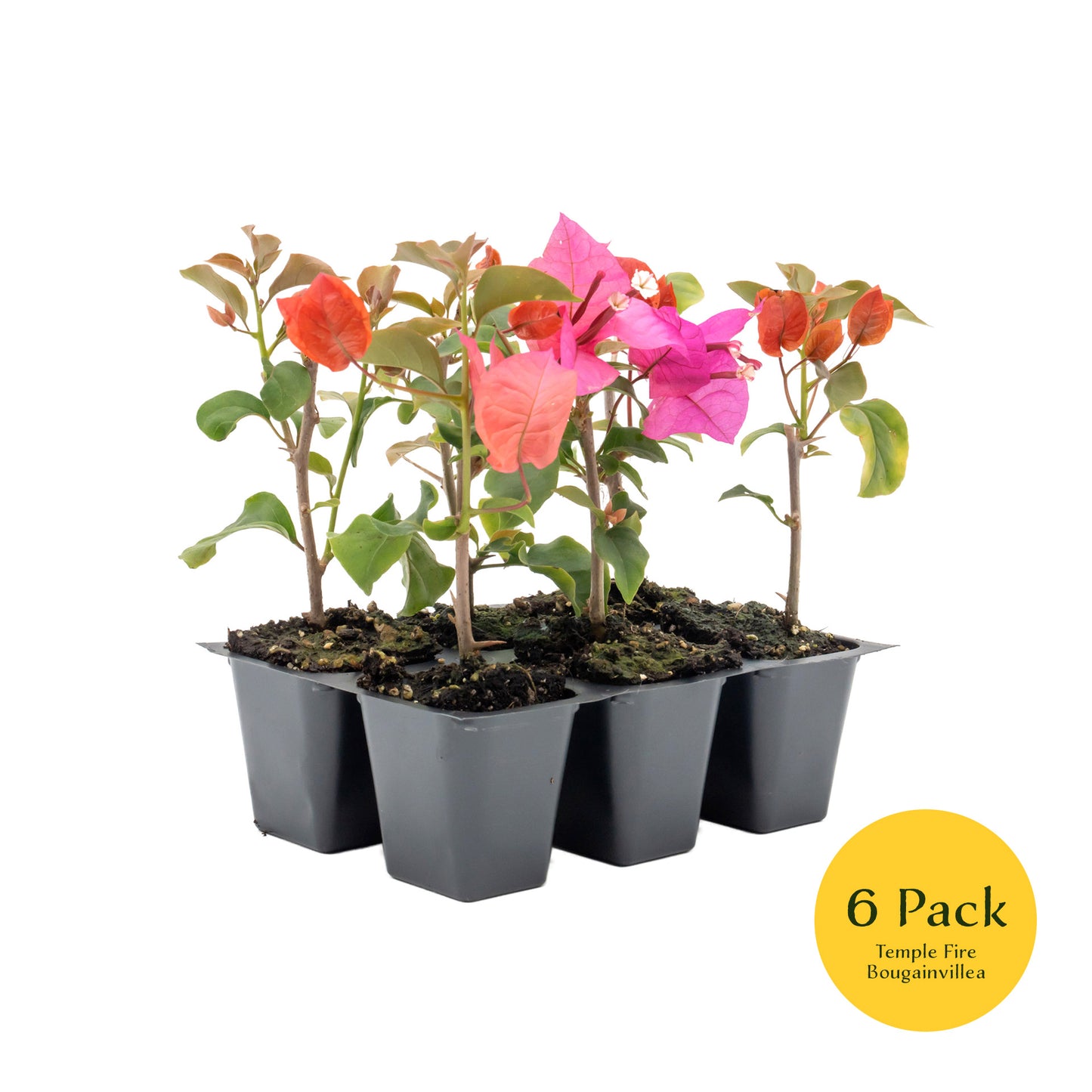 Temple Fire Bougainvillea | Live Plant in 2.5 Inch Nursery Cube | Bougainvillea spectablis 'Temple Fire'