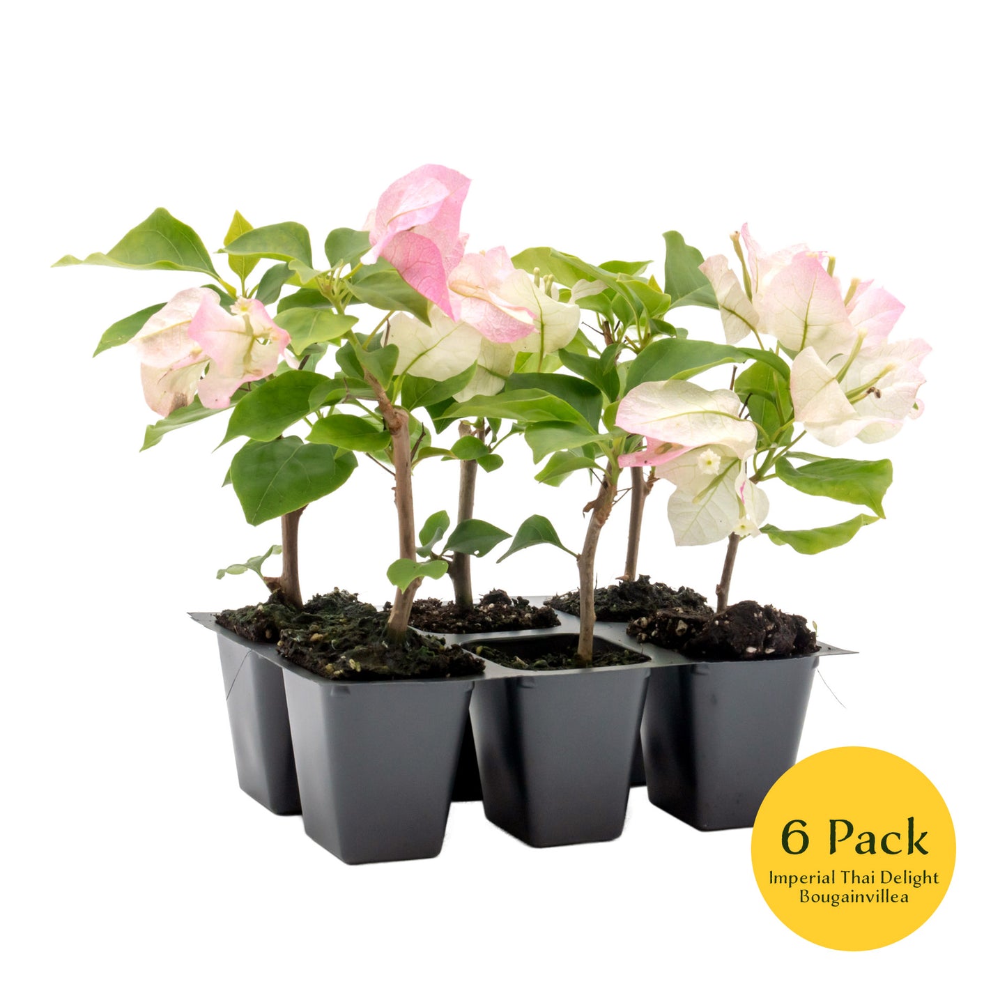 Imperial Thai Bougainvillea | Live Plant in 2.5 Inch Nursery Cube | Bougainvillea 'Imperial Thai Delight'