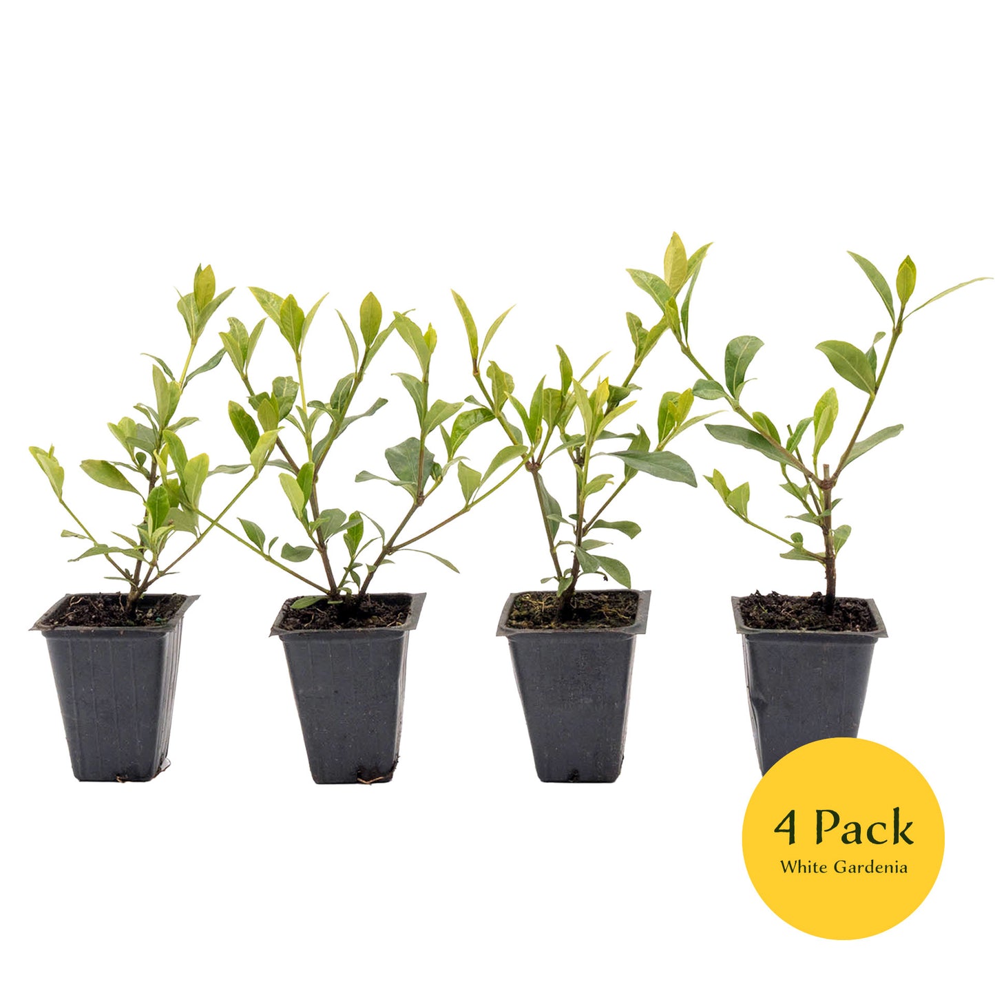 White Gardenia | Live Plant in 2.5 Inch Nursery Cube | Jasminoides ‘Veitchii’