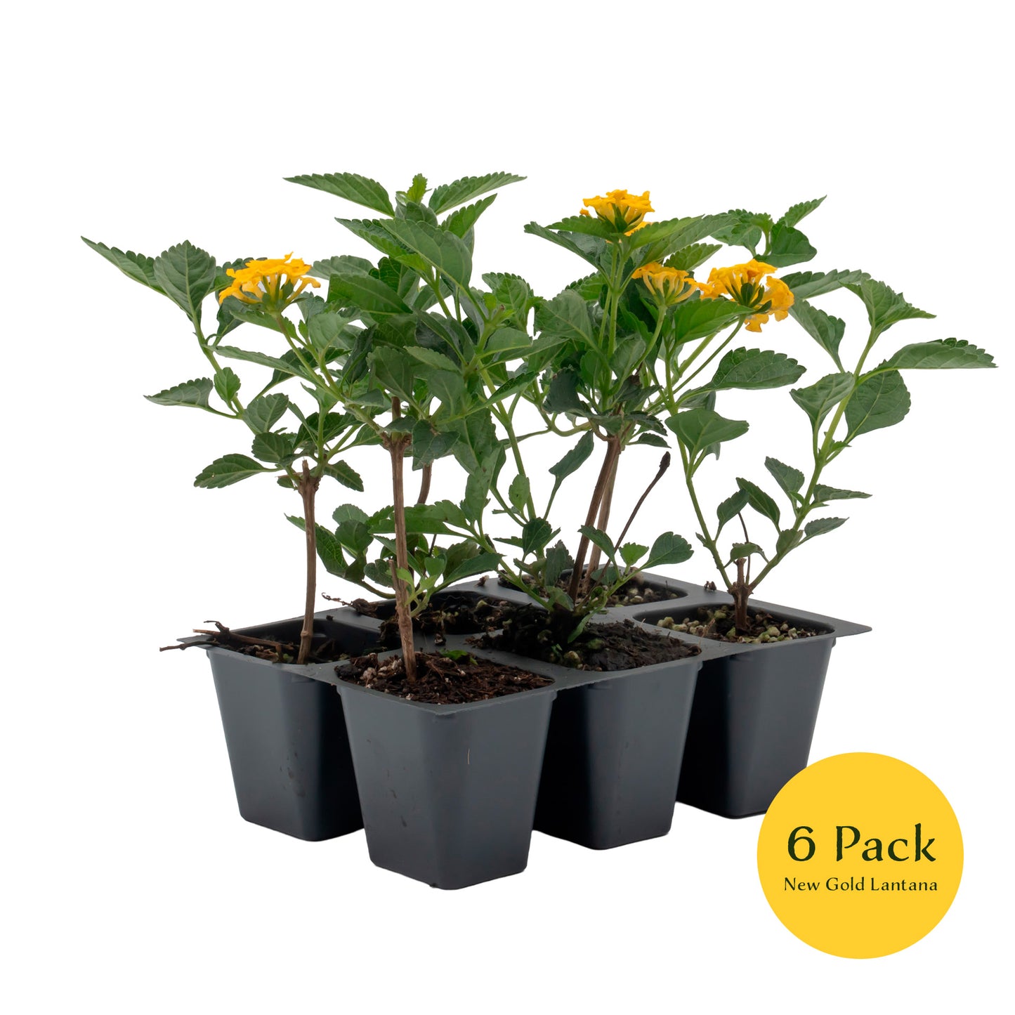 New Gold Lantana | Live Plant in 2.5 Inch Nursery Cube | Lantana x 'New Gold'