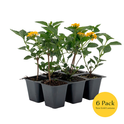 New Gold Lantana | Live Plant in 2.5 Inch Nursery Cube | Lantana x 'New Gold'