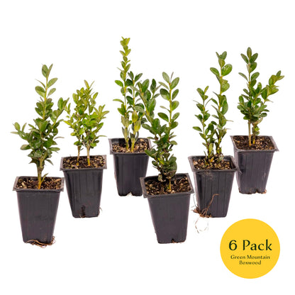 Green Mountain Boxwood | Live Plant in 2.5 Inch Nursery Cube | Buxus ‘Green Mountain’