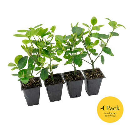 Manhattan Euonymus | Live Plant in 2.5 Inch Nursery Cube | Euonymus Kiautschovicus ‘Manhattan’