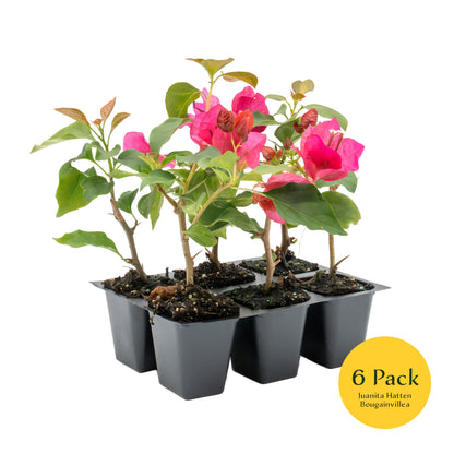 Juanita Hatten Bougainvillea | Live Plant in 2.5 Inch Nursery Cube | Bougainvillea × 'Juanita Hatten'