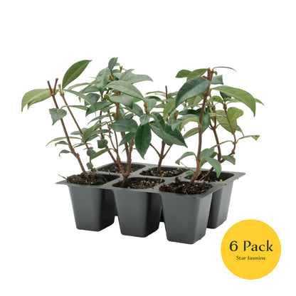 Star Jasmine | Live Plant in 2.5 Inch Nursery Cube | Trachelospermum Jasminoides