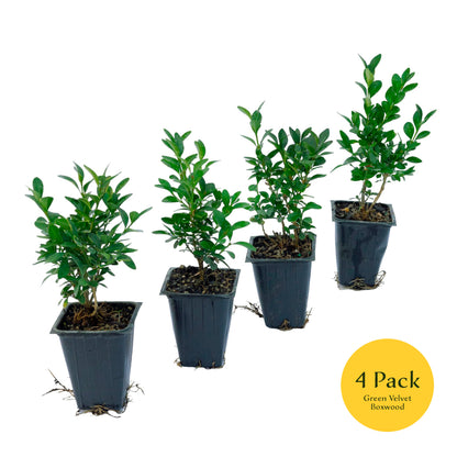 Green Velvet Boxwood | Live Plant in 2.5 Inch Nursery Cube | Buxus ‘Green Velvet’