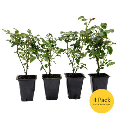 Pink Carpet Rose | Live Plant in 2.5 Inch Nursery Cube | Rosa ‘Flower Cover Pink’