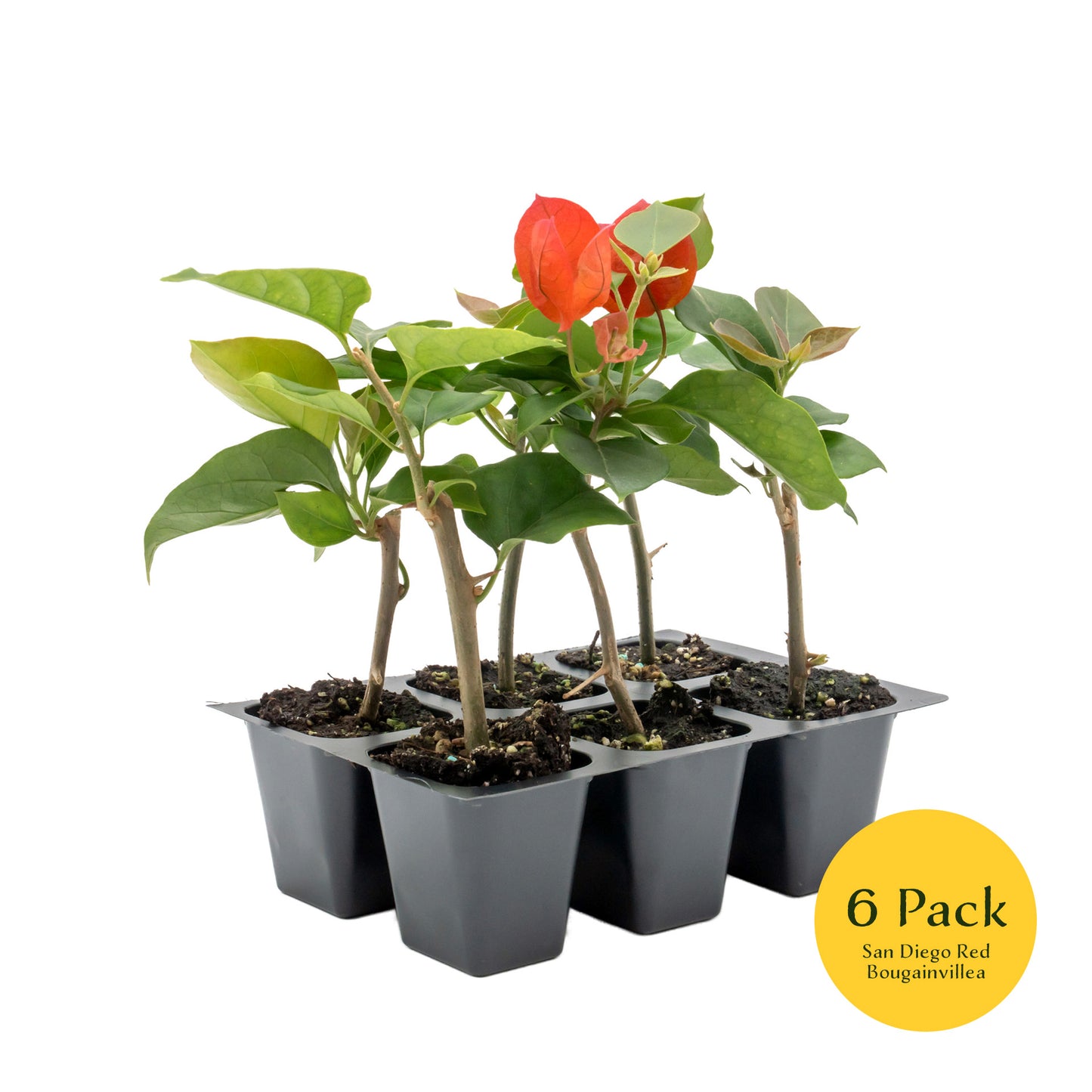 San Diego Red Bougainvillea | Live Plant in 2.5 Inch Nursery Cube | Bougainvillea × buttiana 'San Diego Red'