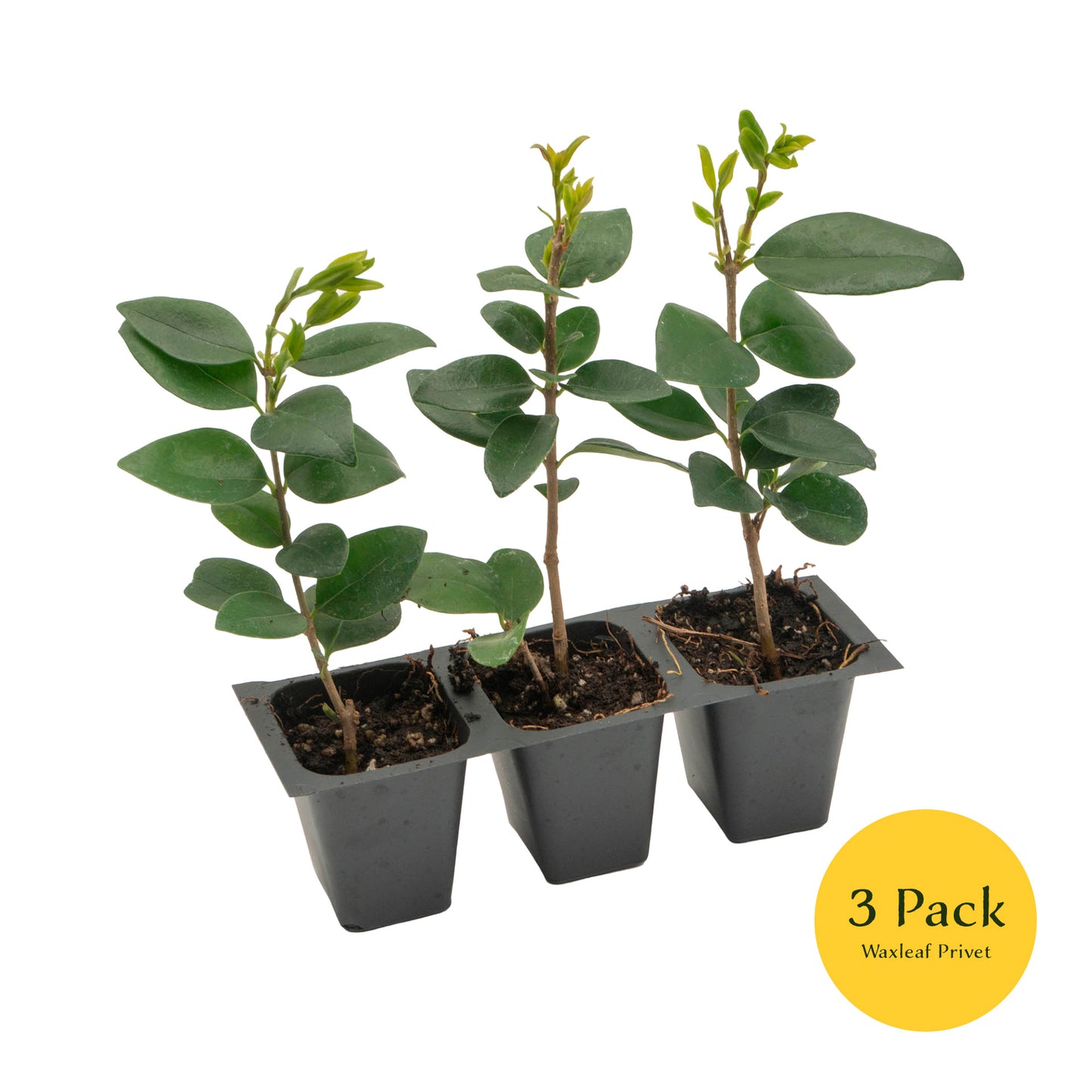 Waxleaf Privet | Live Plant in 2.5 Inch Nursery Cube | Ligustrum Japonicum 'Texanum'
