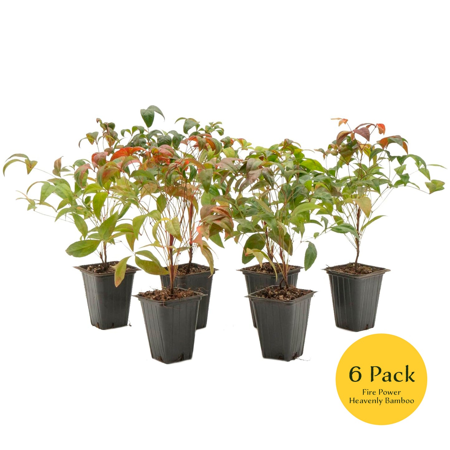 Fire Power Heavenly Bamboo | Live Plant in 2.5 Inch Nursery Cube | Nandina domestica 'Firepower'