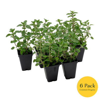 Common Oregano | Live Herb in 2.5 Inch Nursery Cube | Origanum Vulgare