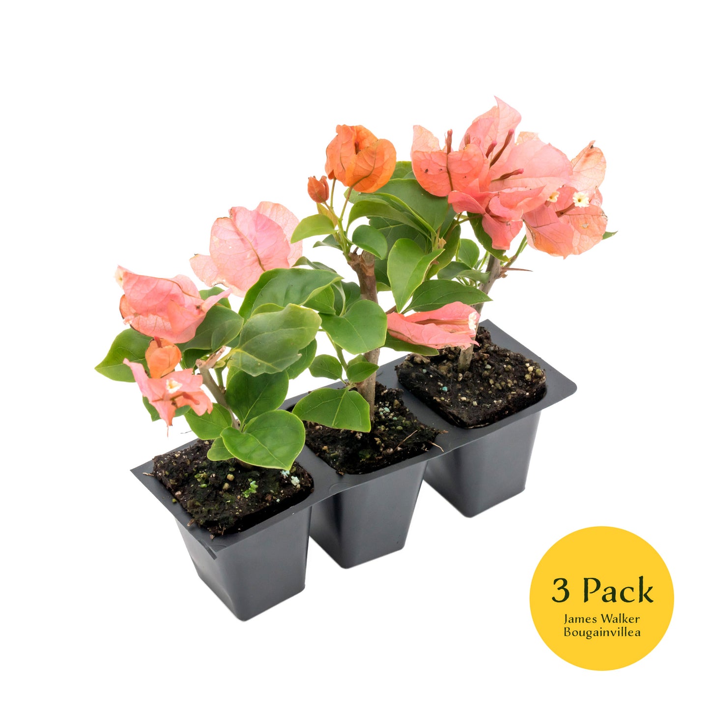 James Walker Bougainvillea | Live Plant in 2.5 Inch Nursery Cube | Bougainvillea 'James Walker'