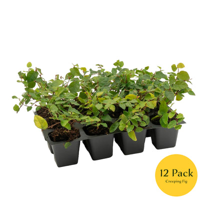 Creeping Fig | Live Plant in 2.5 Inch Nursery Cube | Ficus Repens