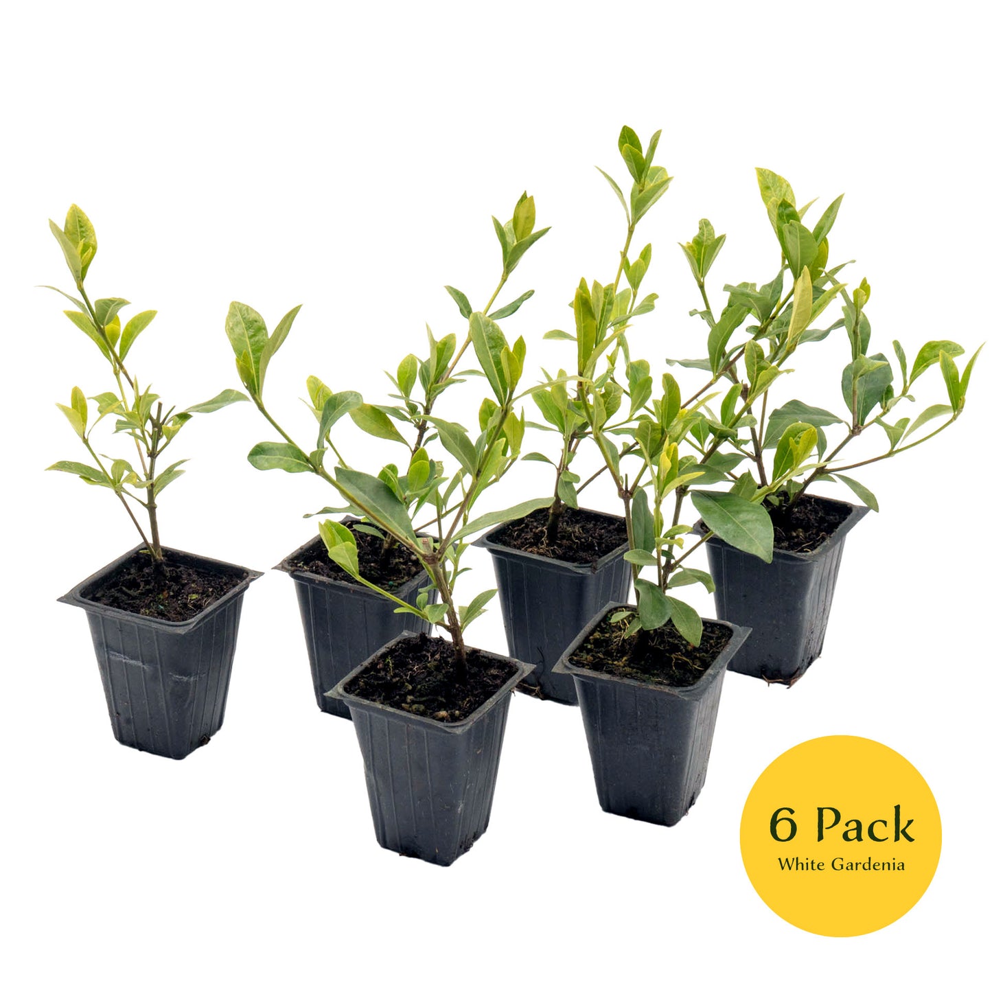 White Gardenia | Live Plant in 2.5 Inch Nursery Cube | Jasminoides ‘Veitchii’