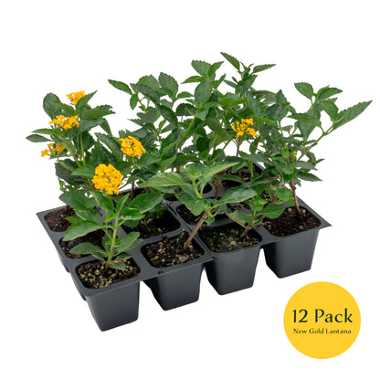 New Gold Lantana | Live Plant in 2.5 Inch Nursery Cube | Lantana x 'New Gold'