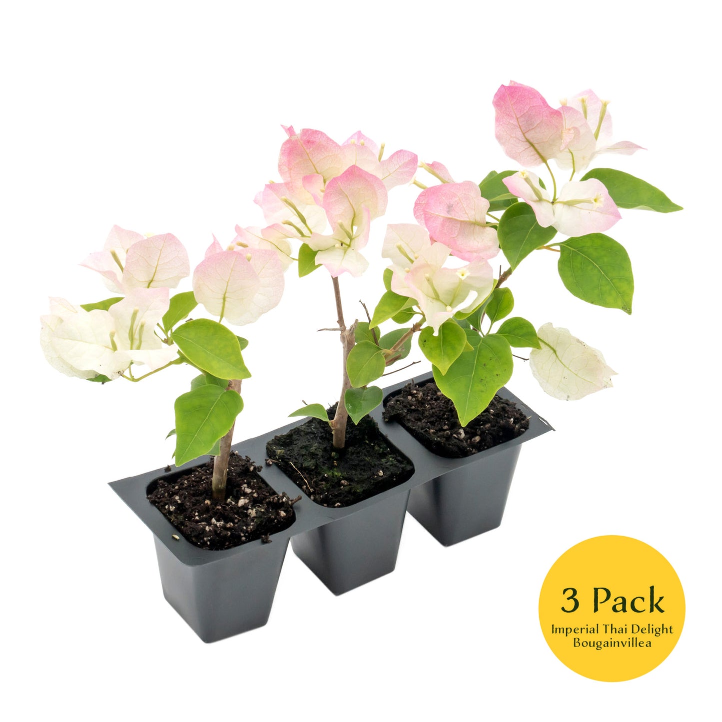 Imperial Thai Bougainvillea | Live Plant in 2.5 Inch Nursery Cube | Bougainvillea 'Imperial Thai Delight'