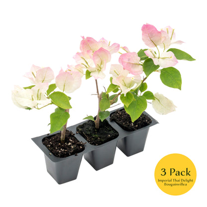 Imperial Thai Bougainvillea | Live Plant in 2.5 Inch Nursery Cube | Bougainvillea 'Imperial Thai Delight'
