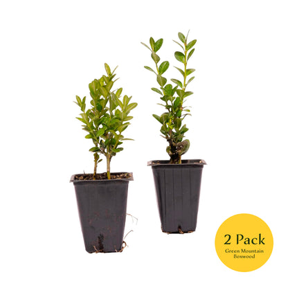 Green Mountain Boxwood | Live Plant in 2.5 Inch Nursery Cube | Buxus ‘Green Mountain’