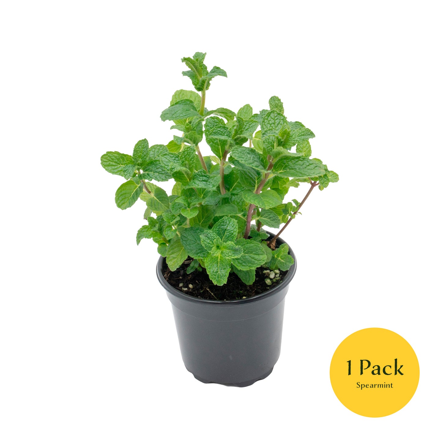Spearmint | Live Herb in 4 Inch Nursery Pot | Mentha Spicata