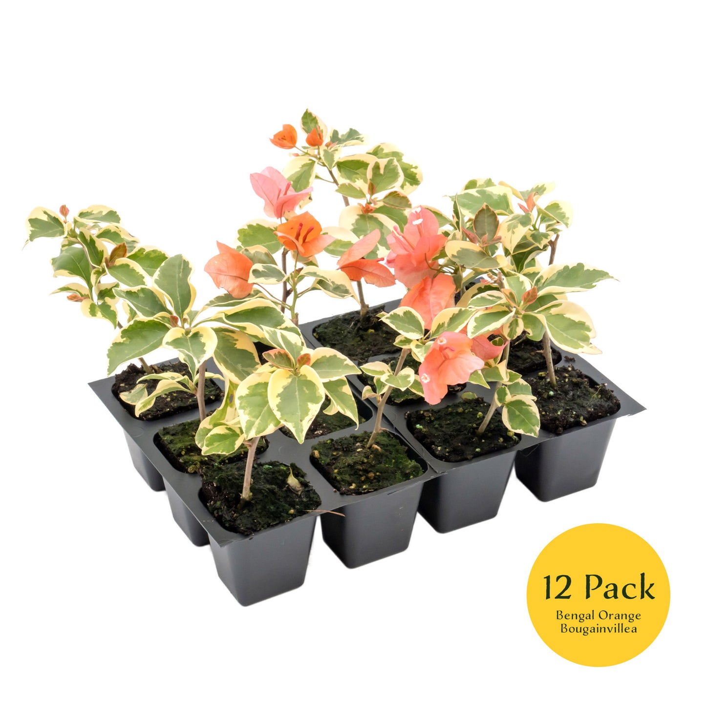 Bengal Orange Bougainvillea | Live Plant in 2.5 Inch Nursery Cube | Bougainvillea ‘Bengal Orange’