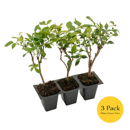 White Bower Vine | Live Plant in 2.5 Inch Nursery Cube | Pandorea Jasminoides 'Alba'