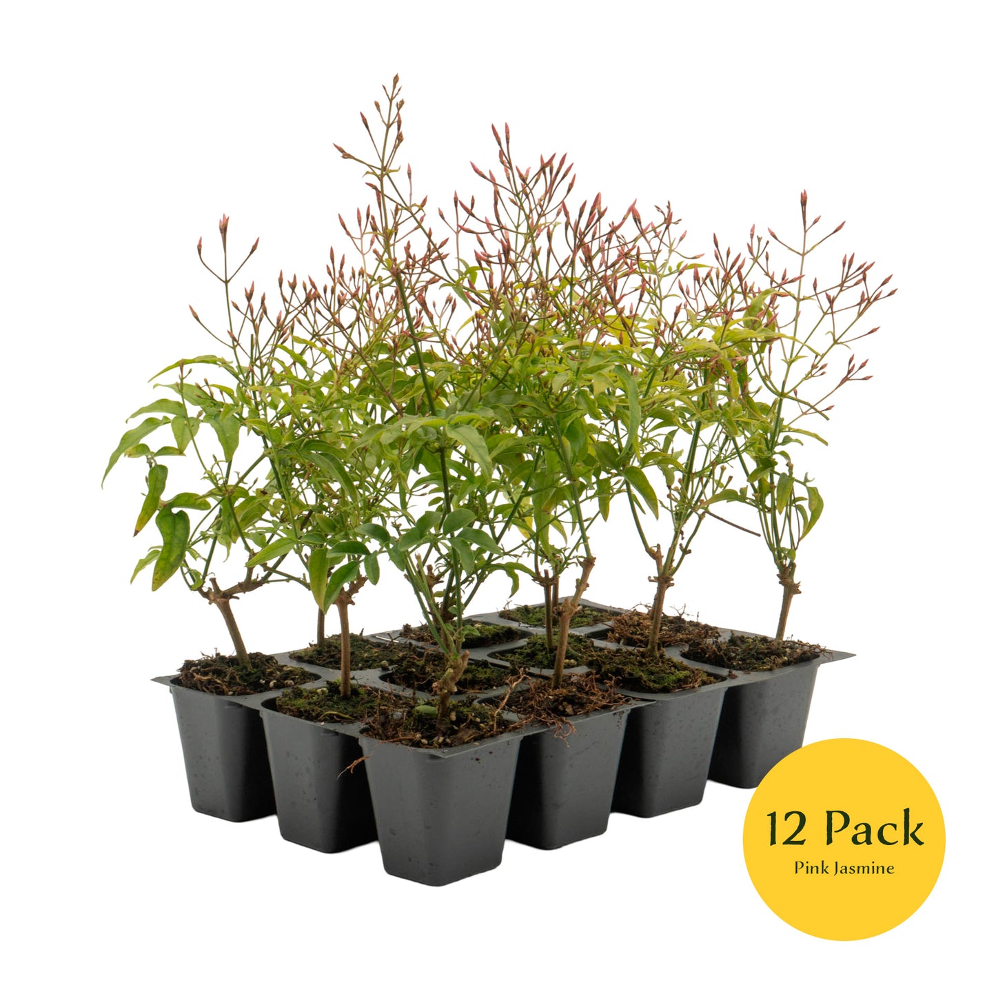 Pink Jasmine | Live Plant in 2.5 Inch Nursery Cube | Jasminum Polyanthum