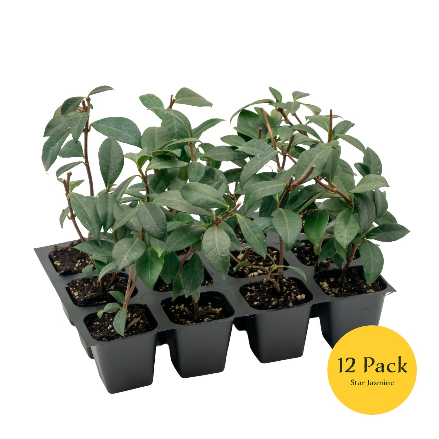 Star Jasmine | Live Plant in 2.5 Inch Nursery Cube | Trachelospermum Jasminoides