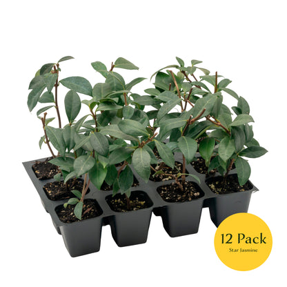 Star Jasmine | Live Plant in 2.5 Inch Nursery Cube | Trachelospermum Jasminoides