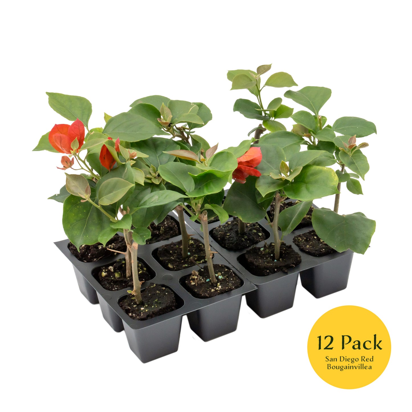 San Diego Red Bougainvillea | Live Plant in 2.5 Inch Nursery Cube | Bougainvillea × buttiana 'San Diego Red'