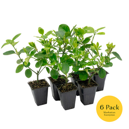 Manhattan Euonymus | Live Plant in 2.5 Inch Nursery Cube | Euonymus Kiautschovicus ‘Manhattan’
