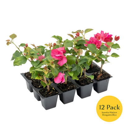Juanita Hatten Bougainvillea | Live Plant in 2.5 Inch Nursery Cube | Bougainvillea × 'Juanita Hatten'