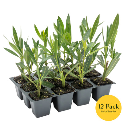 Pink Oleander | Live Plant in 2.5 Inch Nursery Cube | Nerium oleander 'Pink'