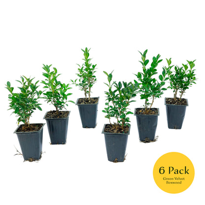 Green Velvet Boxwood | Live Plant in 2.5 Inch Nursery Cube | Buxus ‘Green Velvet’