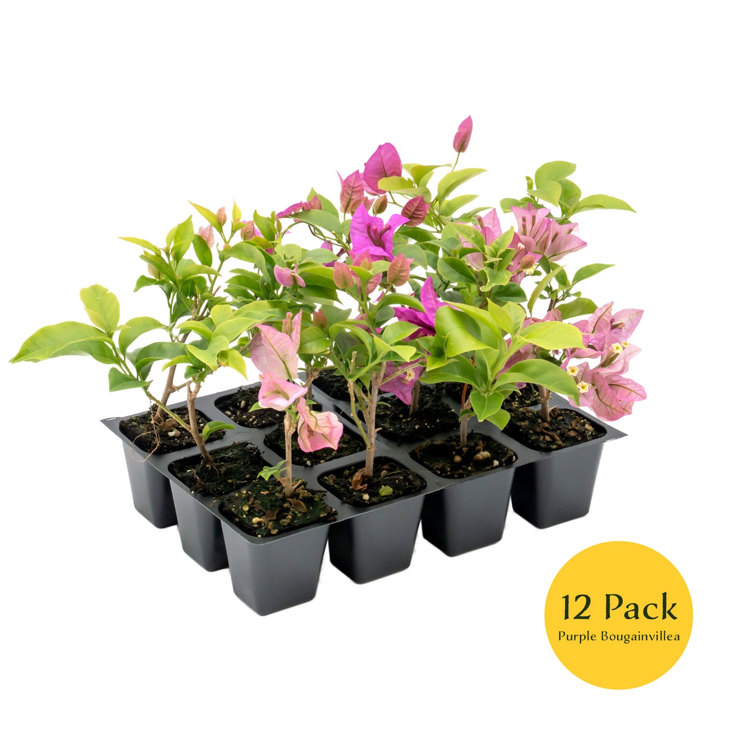 Purple Bougainvillea | Live Plant in 2.5 Inch Nursery Cube | Bougainvillea Brasiliensis