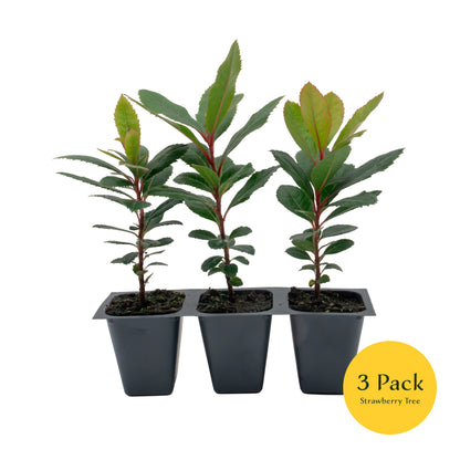 Strawberry Tree | Live Sapling in 2.5 Inch Nursery Cube | Arbutus Unedo