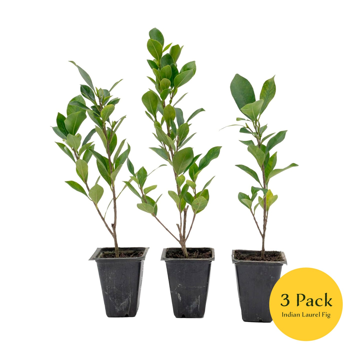Indian Laurel Fig Tree | Live Sapling in 2.5 Inch Nursery Cube | Ficus Nitida