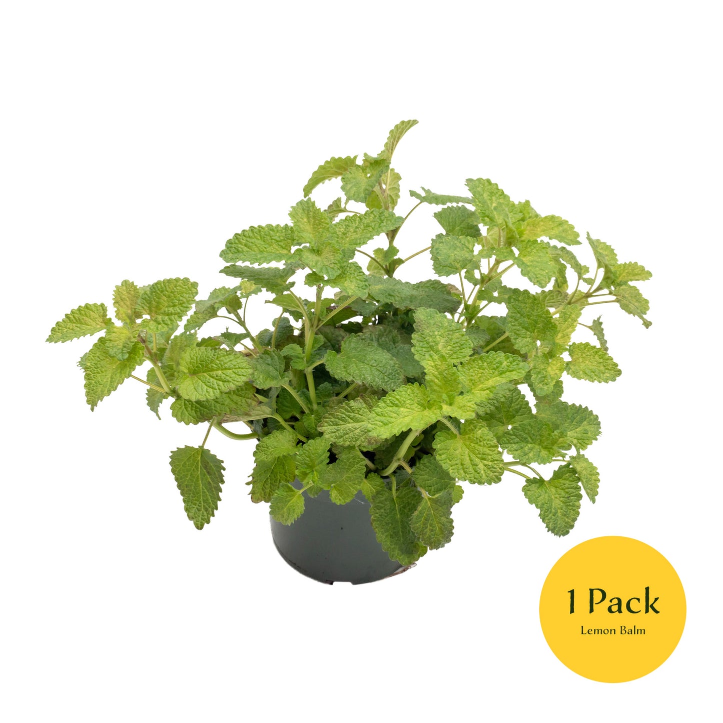 Lemon Balm | Live Herb in 4 Inch Nursery Pot | Melissa Officinalis